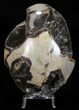 Septarian Dragon Egg Geode - Black Crystals #57455-1